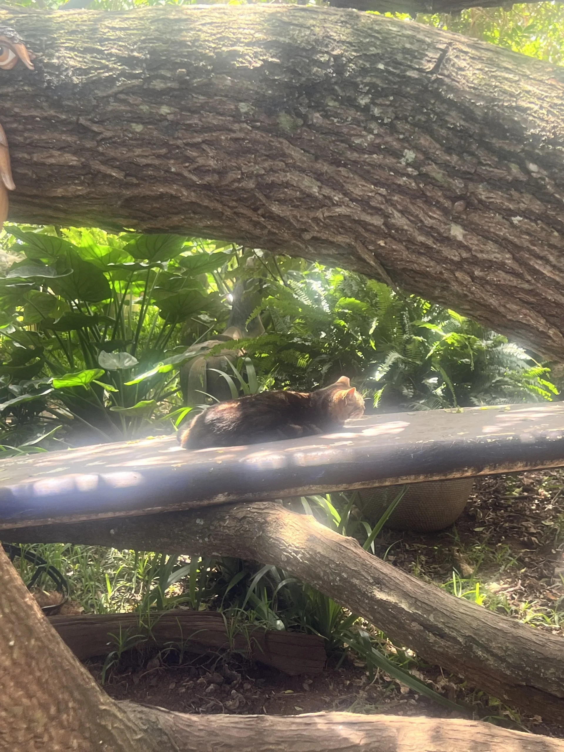   An island kitty lounging on a surfboard for a midday snooze, having never known the horrors of Microsoft Teams.  